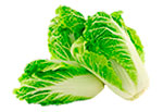 Çin Lahanası İhracatı